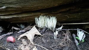 Rolin T Grant Gulf Wilderness Park - photo 28