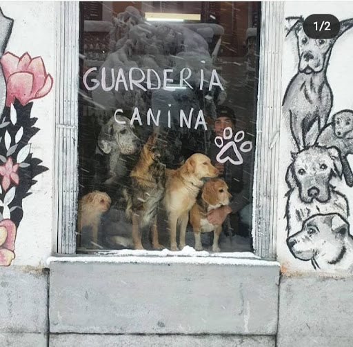 Guardería canina Madrid centro