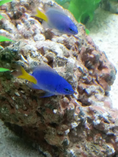 Pet Supply Store «Petco Animal Supplies», reviews and photos, 1930 SW Wanamaker Rd, Topeka, KS 66604, USA