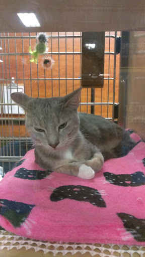 Pet Supply Store «PetSmart», reviews and photos, 300 N Congress Ave, Lake Park, FL 33403, USA