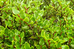 Otumatua Native Plant Nursery