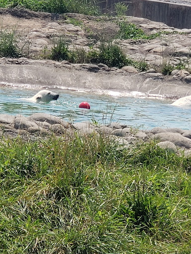 Zoo «Arctic Ring of Life», reviews and photos, 8450 W 10 Mile Rd, Royal Oak, MI 48067, USA