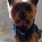 Photo n° 1 de l'avis de Mamyta.a fait le 14/02/2024 à 13:04 pour As du Poil L' à Alençon
