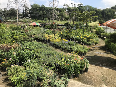 Everflora Gardens Nursery