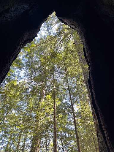Nature Preserve «LandPaths Grove of Old Trees», reviews and photos, 17599 Fitzpatrick Ln, Occidental, CA 95465, USA