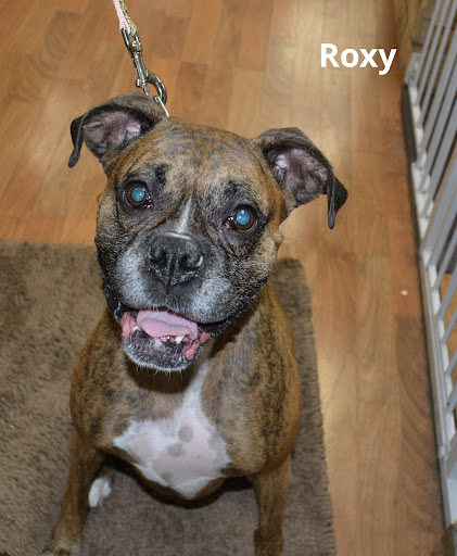 Pet Supply Store «The Natural Pet Enrichment Center», reviews and photos, 6720 Royalton Rd, North Royalton, OH 44133, USA