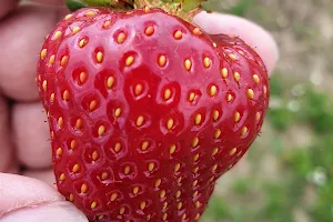 Gelbrich Erdbeeren image