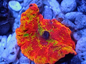 Reef Consortium - photo 10