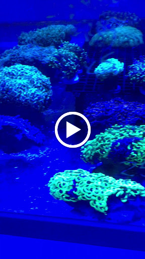 Aquarium «Aquatic Jewels», reviews and photos, 2141 Stirling Rd, Fort Lauderdale, FL 33312, USA