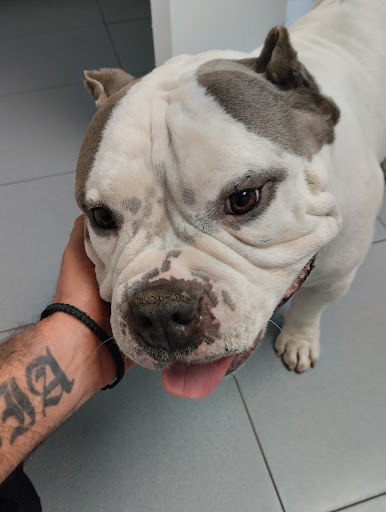 Clínica Veterinaria Sitges en Sitges