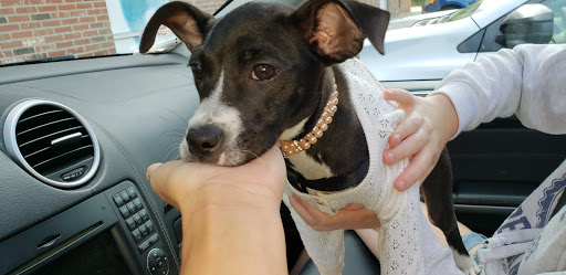 Pet Supply Store «Petco Animal Supplies», reviews and photos, 239 Newburyport Turnpike, Topsfield, MA 01983, USA