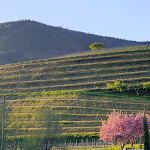 Photo n°1 de l'avis de Laura.r fait le 22/04/2019 à 10:45 sur le  Landrestaurant Burrweiler Mühle à Burrweiler