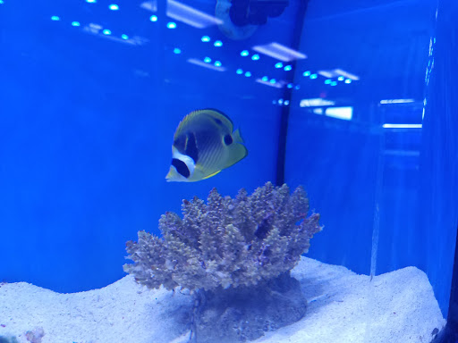 Tropical Fish Store «Ultimate Reefs & Aquariums», reviews and photos, 6020 S Memorial Dr, Tulsa, OK 74145, USA