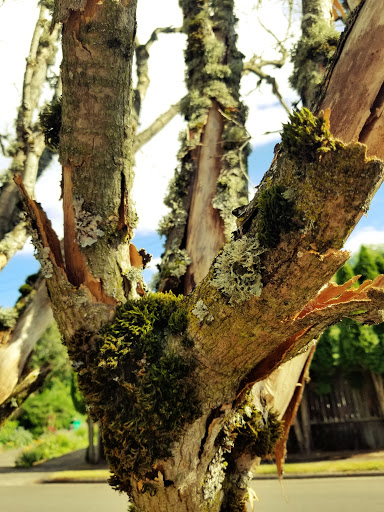 Park «Alberta Park», reviews and photos, 1905 NE Killingsworth St, Portland, OR 97211, USA