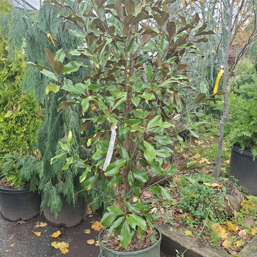 Garden Center «Westminster Nursery & Florist», reviews and photos, 30 Westminster Rd, West Hempstead, NY 11552, USA