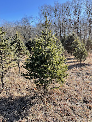 Slady's Tree Farm