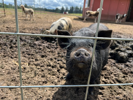 Produce Market «Boones Ferry Berry Farms», reviews and photos, 19602 NE Boones Ferry Rd, Hubbard, OR 97032, USA