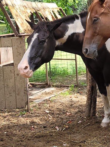 Zoo «The Petting Zoo at Breezeway Farm», reviews and photos, 161 Anawana Lake Road, Monticello, NY 12701, USA