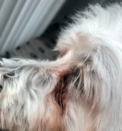 Pet Supply Store «PetSmart», reviews and photos, 6622 Charlotte Pike Suite 108, Nashville, TN 37209, USA