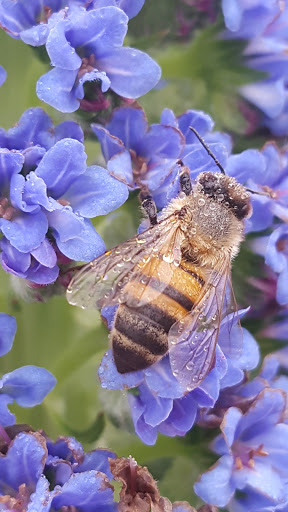 Bee Busters - Orange County Bee Removal Service image