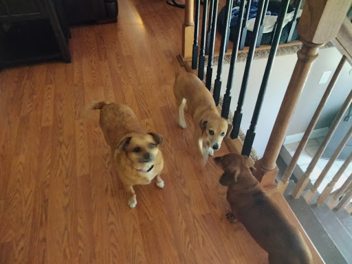 Pet Supply Store «Pet Supplies Plus», reviews and photos, 254 S Illinois Ave, Oak Ridge, TN 37830, USA