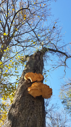 Park «Seneca Park», reviews and photos, 3151 Pee Wee Reese Rd, Louisville, KY 40207, USA