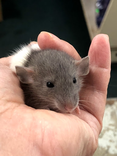 Pet Store «34 Pet Shop», reviews and photos, 3434 W Slauson Ave, Los Angeles, CA 90043, USA