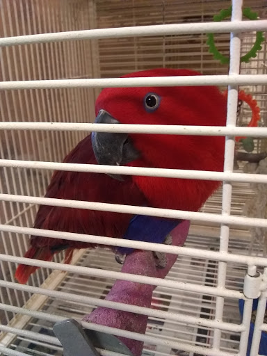 Pet Store «E & J Pets», reviews and photos, 5409 W Charleston Blvd, Las Vegas, NV 89146, USA