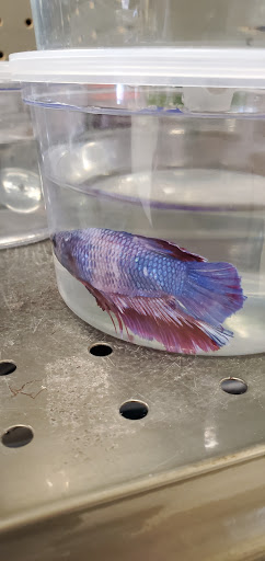 Pet Supply Store «Petco Animal Supplies», reviews and photos, 189 Old Country Rd, Carle Place, NY 11514, USA