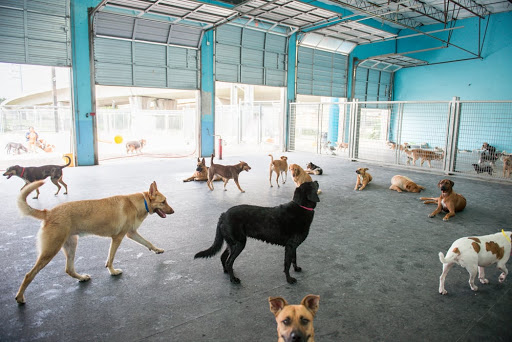 Dog day care San Antonio