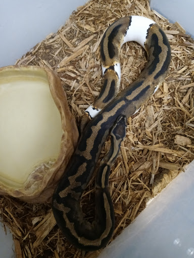 Pet Supply Store «Pet Den», reviews and photos, 1209 Nederland Ave, Nederland, TX 77627, USA