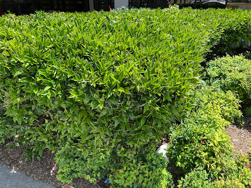 Indian Grocery Store «Krishna Grocery», reviews and photos, 1288 Woodruff Rd, Greenville, SC 29607, USA