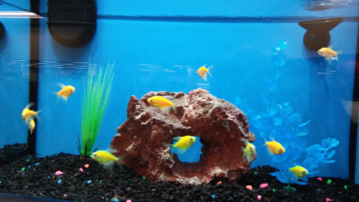 Pet Supply Store «Petco Animal Supplies», reviews and photos, 430 N Euclid St, Anaheim, CA 92801, USA