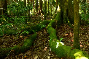 Cooper Creek Wilderness Daintree Rainforest image