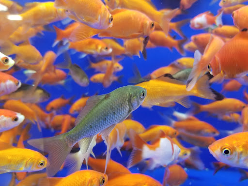 Pet Supply Store «PetSmart», reviews and photos, 131 Town Center Rd, King of Prussia, PA 19406, USA