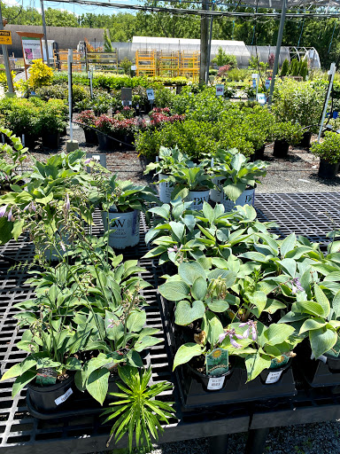 Garden Center «Stauffers of Kissel Hill Home & Garden Store», reviews and photos, 4450 Lincoln Hwy, York, PA 17406, USA