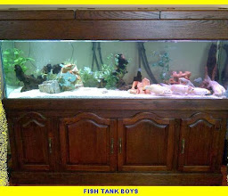 Fish Tank Boys photo