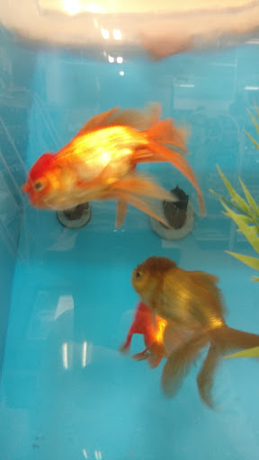 Pet Supply Store «PetSmart», reviews and photos, 1621 E Monte Vista Ave b, Vacaville, CA 95688, USA