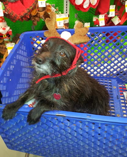 Pet Supply Store «Petco Animal Supplies», reviews and photos, 1742 Hamilton Blvd, Sioux City, IA 51103, USA