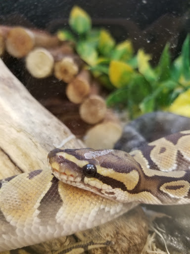 Pet Supply Store «PetSmart», reviews and photos, 1072 Bullsboro Dr, Newnan, GA 30265, USA