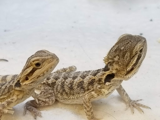 Pet Supply Store «Petco Animal Supplies», reviews and photos, 975 NW Gilman Blvd E, Issaquah, WA 98027, USA