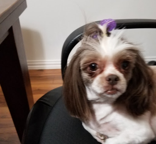 Pet Supply Store «PetSmart», reviews and photos, 4005 Airport Fwy, Irving, TX 75062, USA