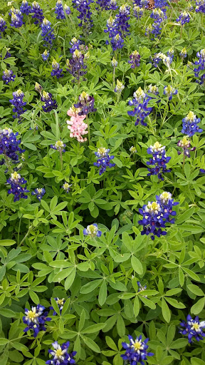 Nature Preserve «Bob Jones Nature Center», reviews and photos, 355 Bob Jones Rd, Southlake, TX 76092, USA