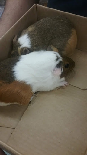 Pet Store «Petland Discounts - Parkchester», reviews and photos, 1949 Westchester Ave, Bronx, NY 10462, USA