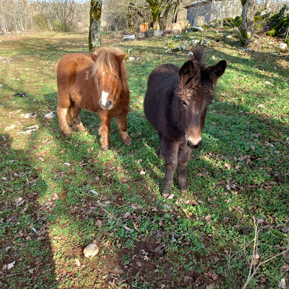 Photo Camping à la ferme Les p'tits équins 46500 Miers