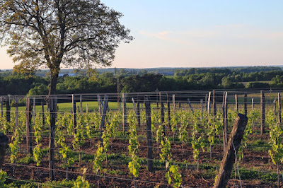 Vignobles Chaigne et Fils à Saint-Laurent-du-Bois
