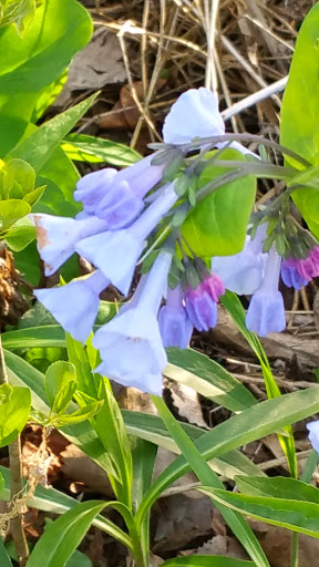 Nature Preserve «Hawthorne Hill Nature Center», reviews and photos, 28 Brookside Dr, Elgin, IL 60123, USA