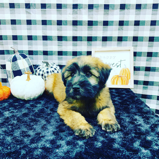 Pet Store «Happiness Is Pets Vi», reviews and photos, 616 E Roosevelt Rd, Lombard, IL 60148, USA