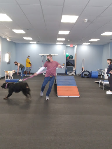 Zoom Room Dog Training