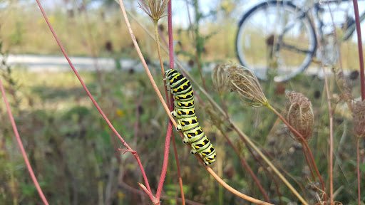 Nature Preserve «Orland Grassland», reviews and photos, 167th Street & S La Grange Road, Tinley Park, IL 60487, USA